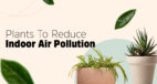 Top 10 Plants To Reduce Indoor Air Pollution